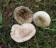 IMG_7790