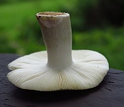IMG_7859