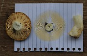 Sporeprint_5998