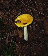 IMG_0602