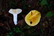 IMG_2329