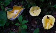IMG_2330