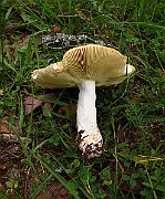 IMG_2749