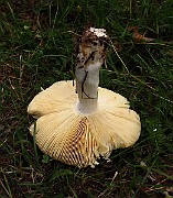 IMG_2750
