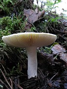 IMG_4885