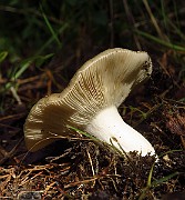 IMG_1985