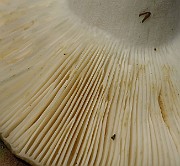 IMG_1991