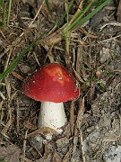 IMG_0069