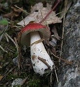 IMG_0071