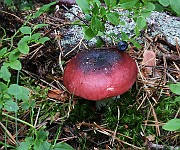 IMG_1543