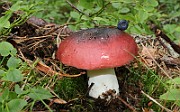IMG_1546