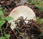IMG_1547