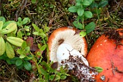 IMG_1846