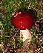IMG_3983