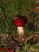 IMG_3984