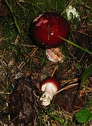 IMG_3987