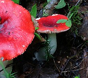 IMG_6079