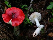 IMG_6082