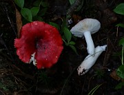 IMG_6084