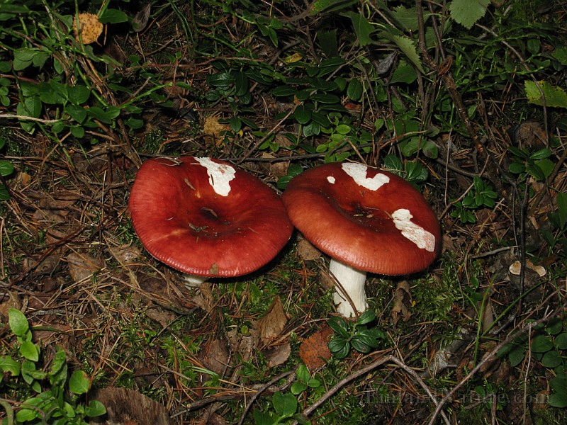 Russula paludosa 3.jpg