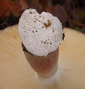 IMG_2706