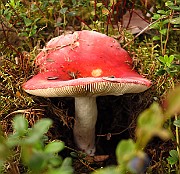 IMG_2727