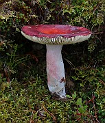 IMG_6004
