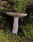IMG_6006