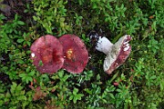IMG_9676