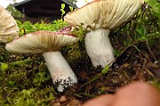 IMG_9678