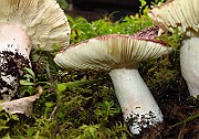IMG_9679