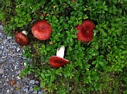 IMG_9697