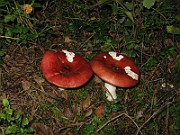Russula paludosa 3