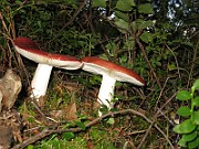 Russula paludosa 4