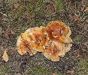 IMG_1700