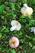 IMG_1793