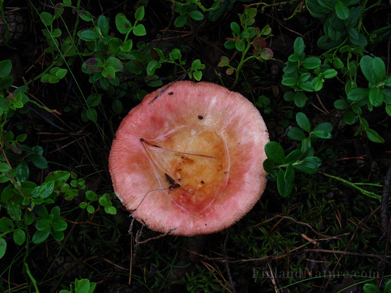 Russula paludosa 1.jpg