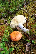 IMG_1037