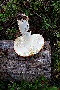 IMG_1064