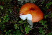 IMG_1067