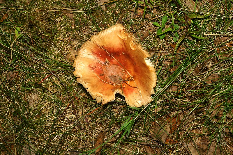 IMG_0369.JPG