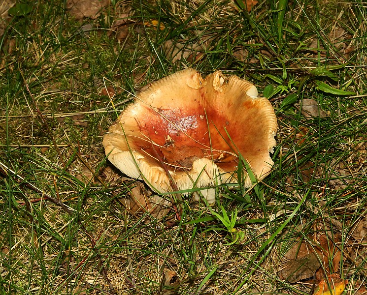 IMG_0370.JPG