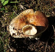 IMG_0363b