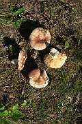 IMG_0368