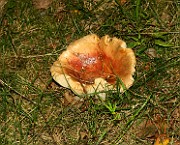 IMG_0370