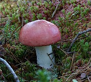 IMG_1420