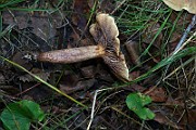 IMG_2427