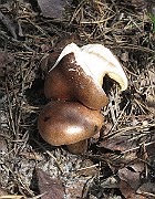 IMG_7520