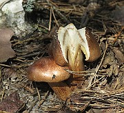 IMG_7522