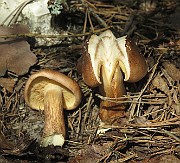 IMG_7524